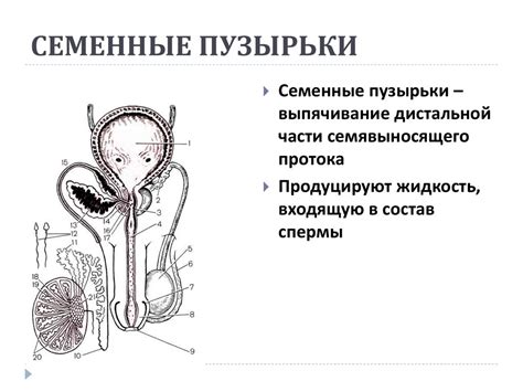 Мочеполовая система и ее функции