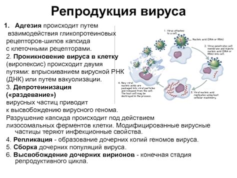 Мутации вируса для повышения или изменения взаимодействия с клеточными компонентами