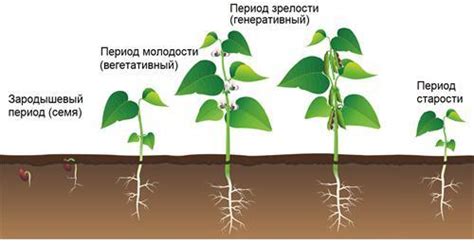 Нарушение цикла отдыха растения: