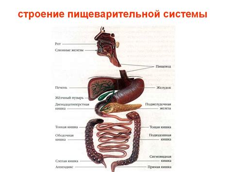 Нарушения в пищеварительной системе: