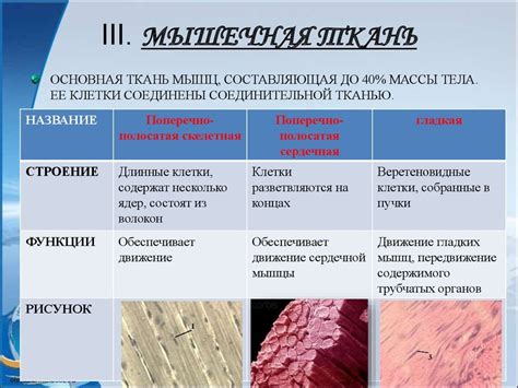 Научные доказательства существования гладкой поперечно-полосатой мускулатуры