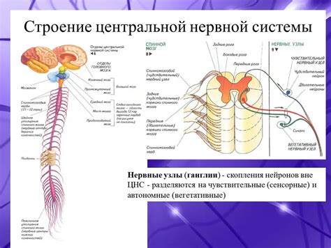 Невротрансмиттер: эффекты дофамина на функционирование мозга и нервной системы