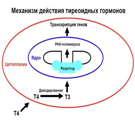 Недостаток гормонов в организме