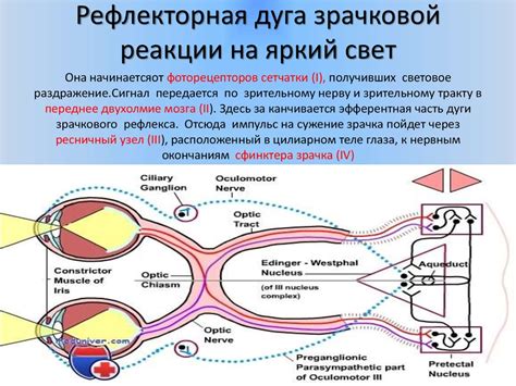 Нейрологические факторы, вызывающие потерю функции зрачковой реакции на освещение