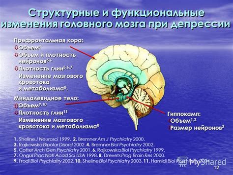 Нейрохимические и структурные изменения мозга при расщеплении личности