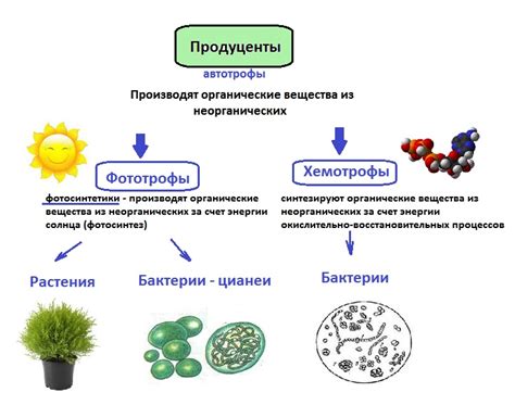 Необходимые инструменты и компоненты для образования священной экосистемы в мире террарии