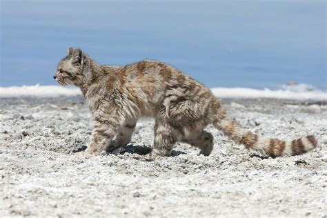 Необычные способы обнаружения диких кошек в игровом мире