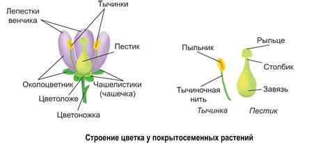 Неправильное образование цветка