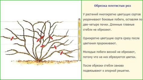 Неправильное формирование куста