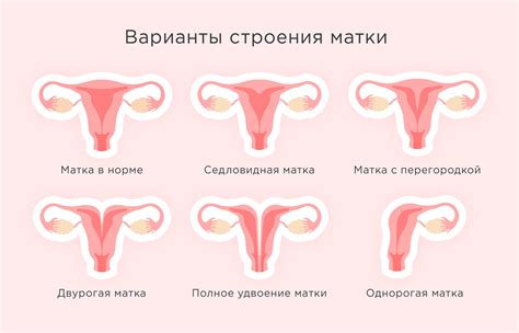 Неравномерное размягчение шейки матки