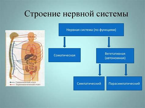 Нервная система человека: важность и функции