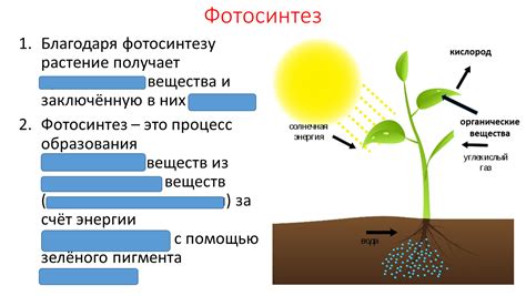 Неудовлетворительное питание растений