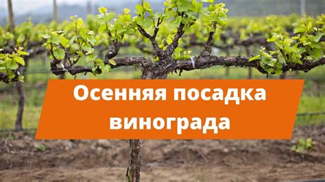 Обеспечение подходящего климата для сохранения нежных ягодок винограда в холодное время года