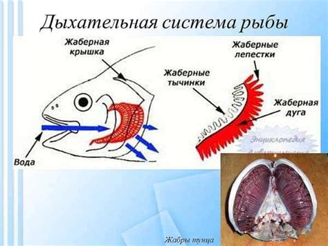 Обмен газов у рыб: как происходит дыхание в водной среде?