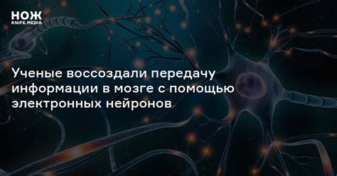 Обновленные представления о роли нейронов в передаче информации