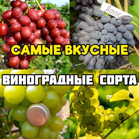 Обогащение коктейля: добавки с уникальными вкусовыми нюансами