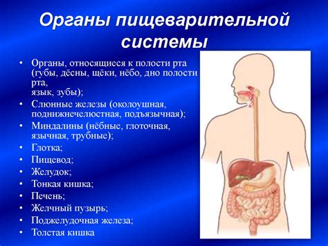 Образование пищеварительной системы и легких