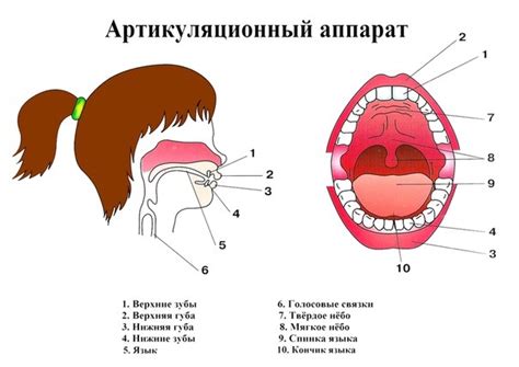 Образование правильного речевого аппарата: влияние речи на развитие челюсти