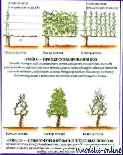 Обрезка виноградных лоз: основные методы и периоды проведения