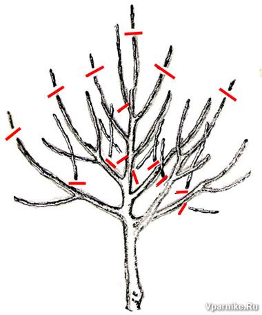 Обрезка и формирование кроны дерева хурмы