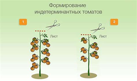 Обрезка и формирование кустов томатов в закрытом грунте