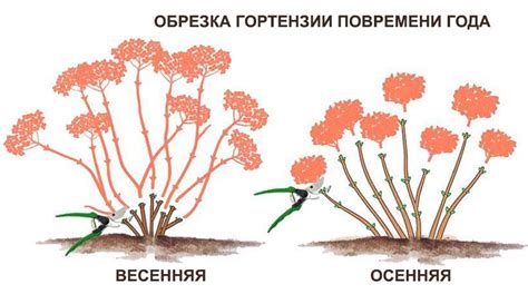 Обрезка старых и больных побегов