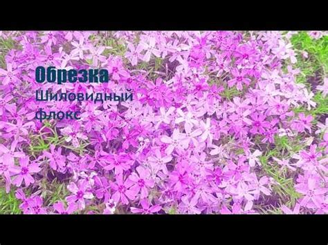 Обрезка шиловидного флокса после процветания в открытом поле: полезные советы и инструкции