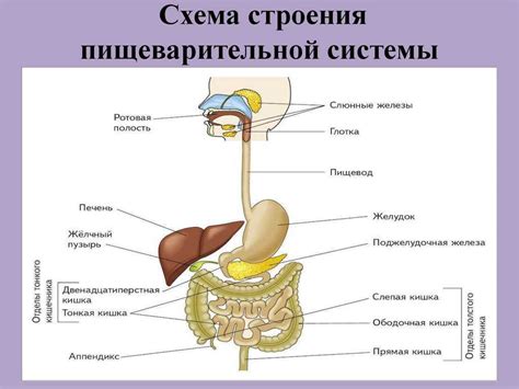 Обстоятельства, при которых необходимо выполнить биопсию пищеварительного тракта