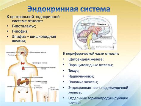 Общие функции эндокринной системы в организме человека