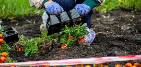 Овощные культуры для зимней посадки на даче подмосковья