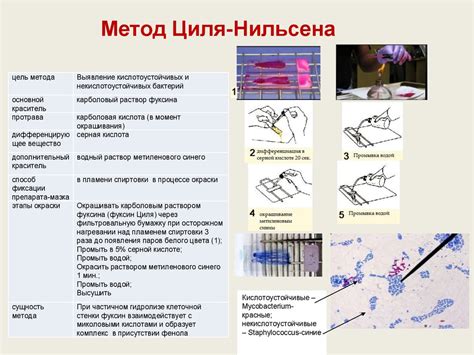 Окрашивание и методы окраски