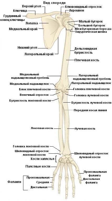 Он нашел хорошее применение для передвижения верхней конечности в популярной видеоигре