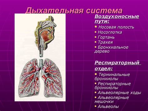 Опасность воздействия акролеина на органы дыхательной системы