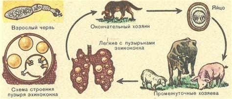 Описание и классификация эхинококка