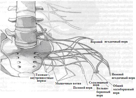 Описание функций и роли крестцово-сакрального сплетения в организме