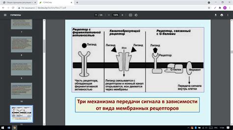 Определение и значение гормона радости в организме