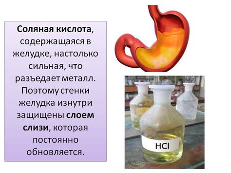 Определение и роль сальника в организме