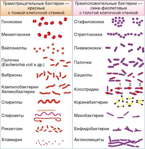 Определение и характеристики Хиллари бактерии