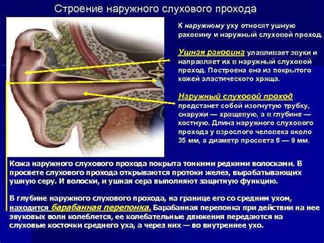 Определение наличия забронированности наружного слухового прохода