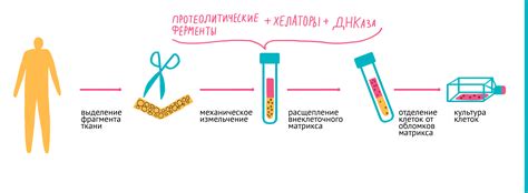 Определение нужных клеток и их выделение