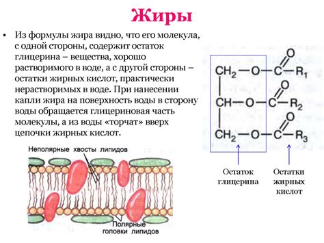 Определение содержания жиров в растительной клетке: микроскопические методы