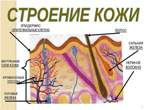 Определите свою индивидуальность и особенности кожного покрова