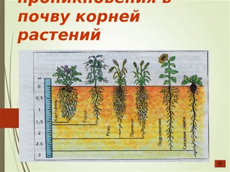 Оптимальная глубина проникновения инструмента в почву