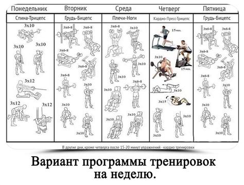 Оптимальное время для тренировки различных групп мышц