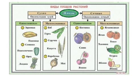 Оптимальные условия для развития плодов в контейнере для фруктов