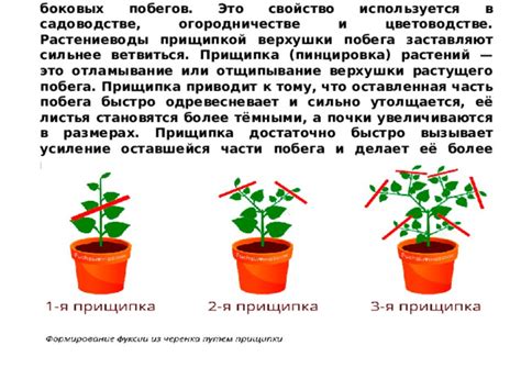 Оптимальный подход и предостережения при удалении побегов на арбузных растениях