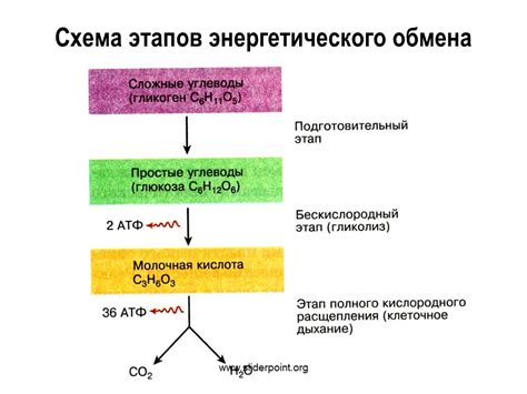 Оптимизация энергетического обмена у животного организма