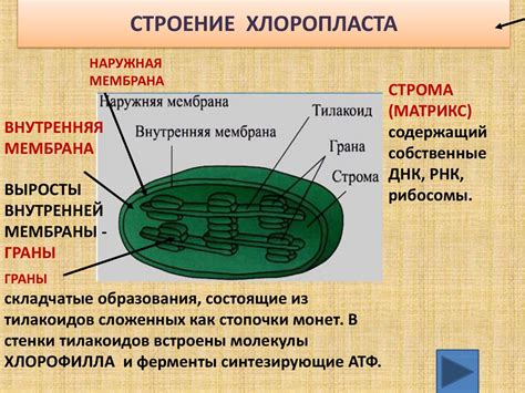 Организация и функции хлоропластов