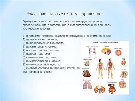 Организация работы функционирующей системы организма