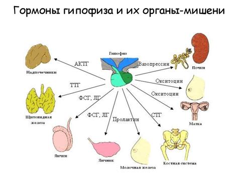 Органы и ткани, вырабатывающие гормоны